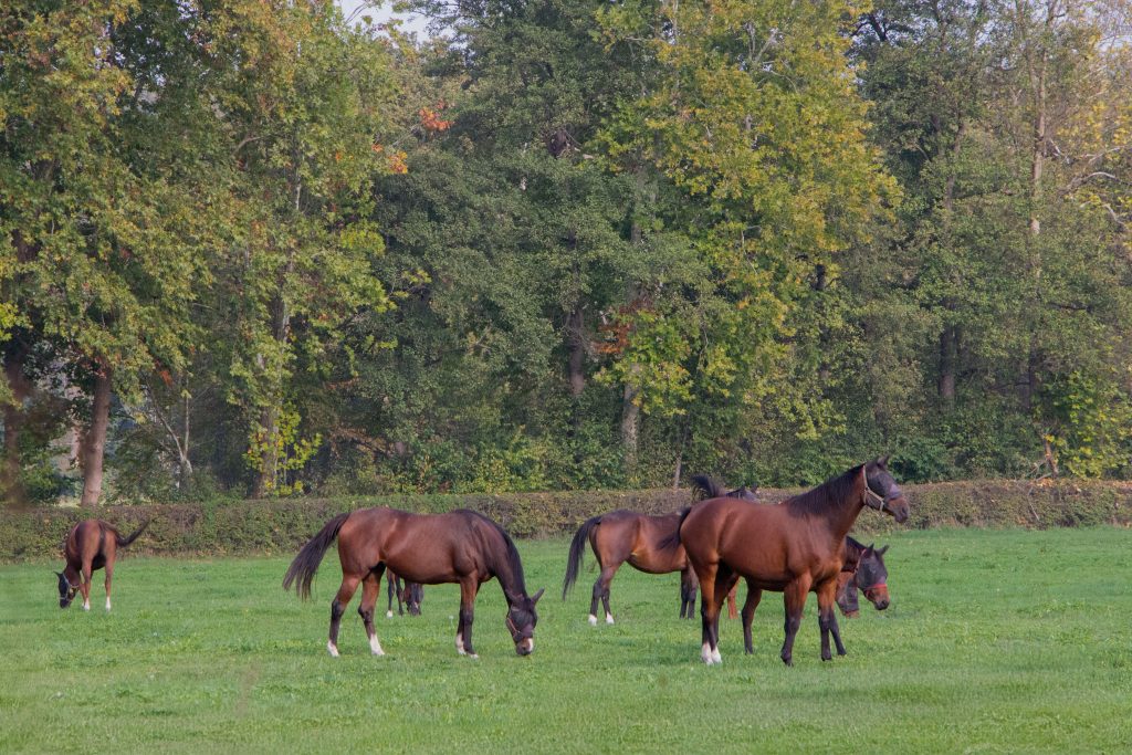 Horses free in pasture