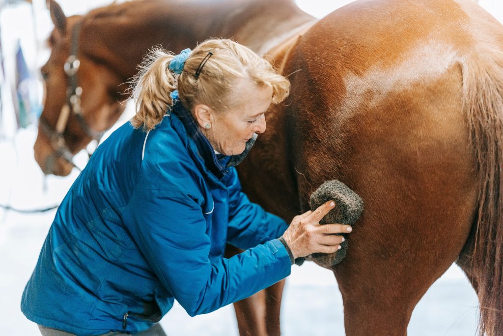 Grooming a horse