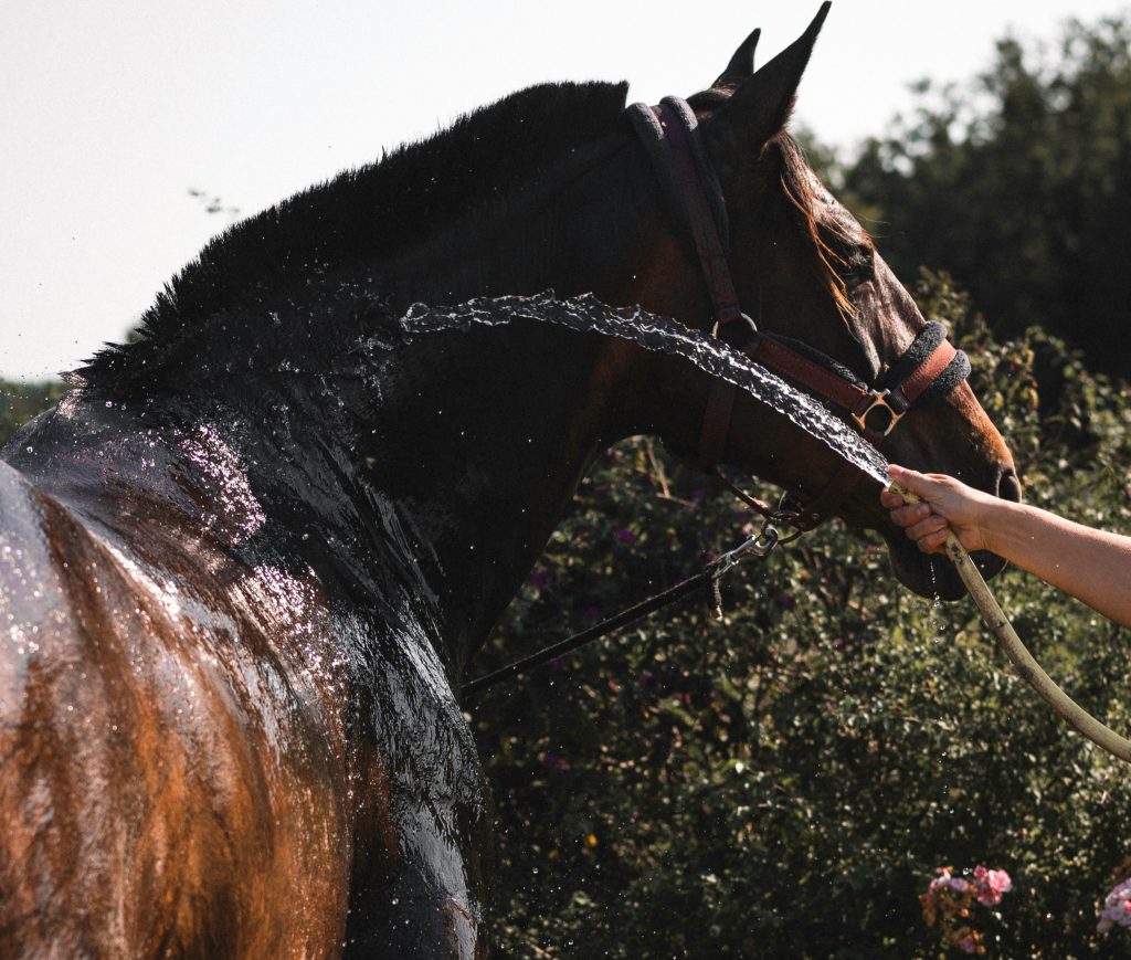 Helping horse stay cool when its hot